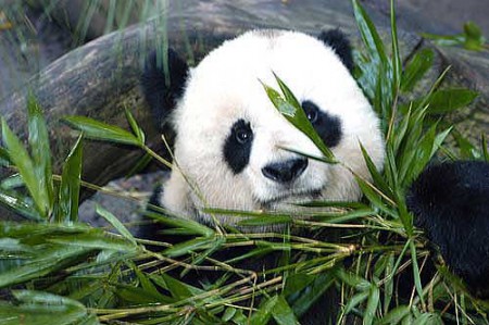 Panda asiatico 
